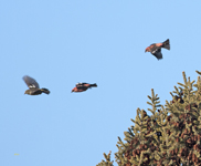 White winged Crossbill 5142